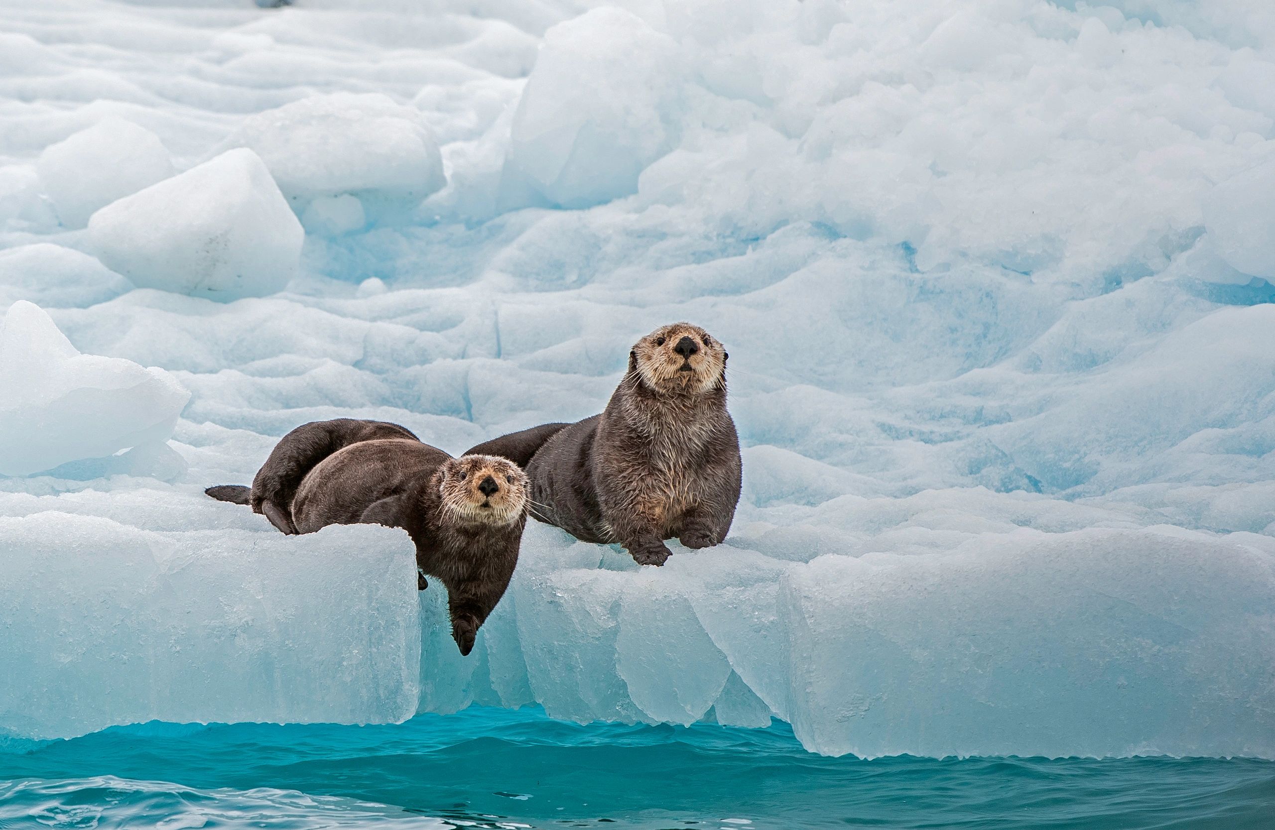 Alaska wildlife outdoors